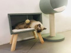 猫-有猫主题·治愈系猫咖(曾厝垵店)
