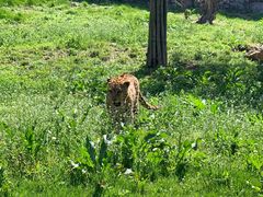 -大连森林动物园