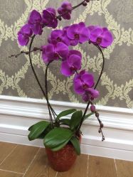 爱睫物语(新天地店)-爱睫物语