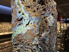 -美国自然历史博物馆