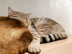 -猫儿山۰猫主题餐厅