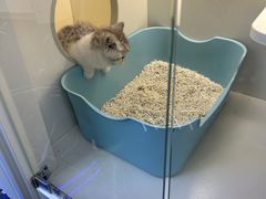 -小猫来了·猫舍(红山六九七九店)