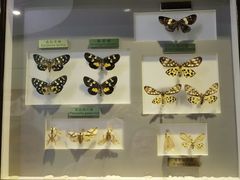 -上海昆虫博物馆