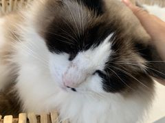 -怪兽屋·羊驼·猫咖·狗咖(俊华广场店)