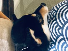 -逗柴咖啡屋·狗咖猫咖宠物桌游