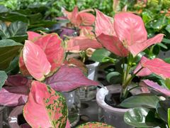 -鹿岛会员店 (龙湖三千集天街店)