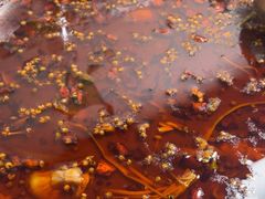 -味之绝热血美蛙鱼火锅(中坝店)