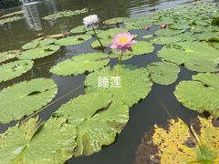-中国科学院西双版纳热带植物园