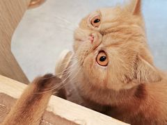 -飞行喵MR PILOT|猫舍·猫咖(静安大融城店)