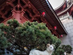 -上海东林寺(金山区)