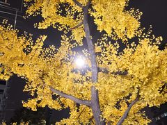 -茉沏(光启城店)