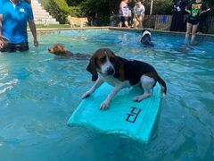 -汪说喵讲宠物乐园宠物酒店(红星美凯龙店)