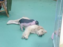 -藦茜花园宠物主题亲子互动体验馆(国顺东路店)