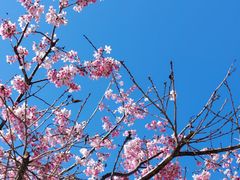 -狐尾山公园