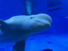 -海合安成都极地海洋公园
