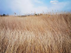 -野鸭湖国家湿地公园