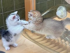 -帕帕拉兹宠物(亚洲旗舰店)