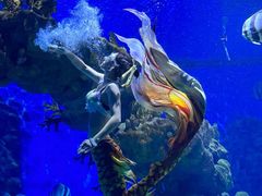 -海合安武汉极地海洋公园
