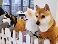 -怪兽屋·羊驼·猫咖·狗咖(俊华广场店)