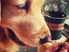 -帕帕拉兹宠物(亚洲旗舰店)