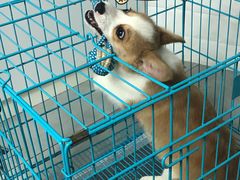 -翊宠yipet猫狗购宠庄园犬舍•猫舍