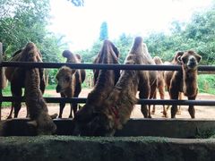 -海南热带野生动植物园