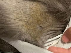 -创凡宠物医院·骨专科  猫科中心(西乡分院)