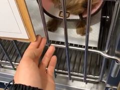 -心语宠物医院·急重症转诊中心·瑞辰华诺(南青路店)