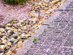 -梅花山(明孝陵内)