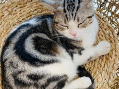 -飞行喵MR PILOT|猫舍·猫咖(静安大融城店)
