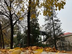 -三里屯东五街银杏大道