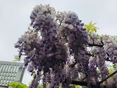 -嘉定紫藤园