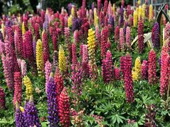 -南通洲际绿博园