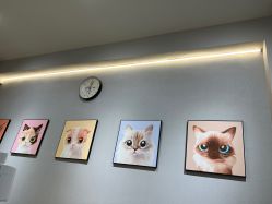 -洗脸猫·洗脸吧