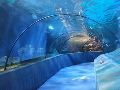 -太平洋海底世界