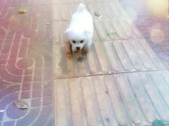 -芭比堂动物医院·犬猫全科·异宠专科(雁塔分院)