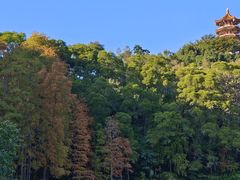 -深圳仙湖植物园