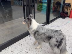 -瑞派康怡24h宠物医院·犬猫医疗中心·微创绝育(瑞景分院)