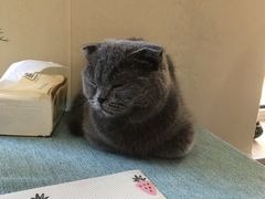 -鼓捣猫呢主题猫咖店