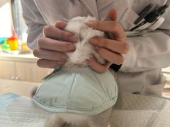 -虹泰宠物医院 ·旗舰店·24h(南秀路店)