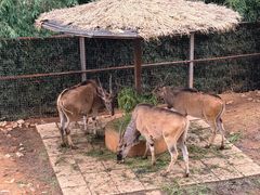 -昆明动物园