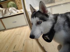 -Husky Go! 哈士奇体验馆·宠物咖啡厅狗咖