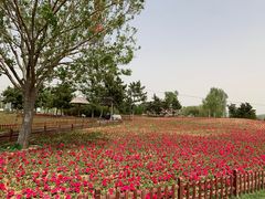 -羊亭河湿地公园