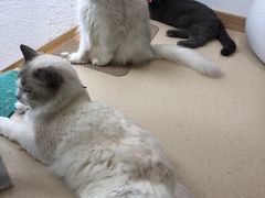 -猫在这儿猫咪咖啡馆·撸猫馆