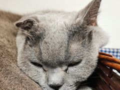 -喵园·猫主题咖啡厅·撸猫·猫咖(国贸店)