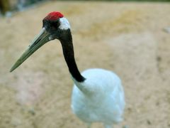 -盐城丹顶鹤湿地生态旅游区