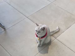 -怪兽屋·羊驼·猫咖·狗咖(俊华广场店)