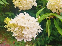 -黑龙江省森林植物园