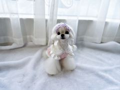 -鑫艺宠物美容培训学校