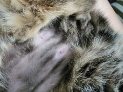 -暖阳宠物医院·犬猫康复中心·骨科